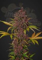 FASTBUDS - LSD-25 Auto
