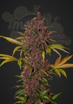FASTBUDS - LSD-25 Auto
