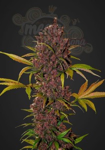 FASTBUDS - LSD-25 Auto