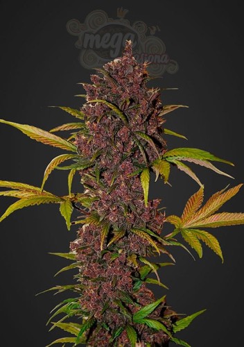 FASTBUDS - LSD-25 Auto