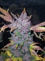 FASTBUDS - LSD-25 Auto