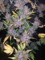 FASTBUDS - LSD-25 Auto