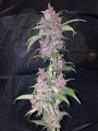 FASTBUDS - LSD-25 Auto