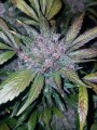 FASTBUDS - LSD-25 Auto