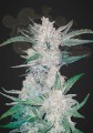 FASTBUDS - Mexican Airlines Auto