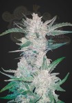 FASTBUDS - Mexican Airlines Auto