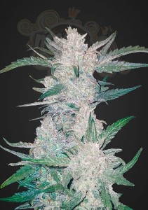 FASTBUDS - Mexican Airlines Auto