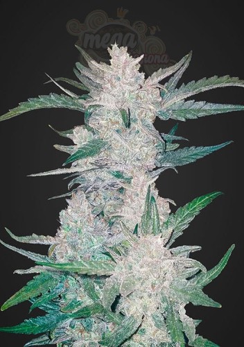 FASTBUDS - Mexican Airlines Auto
