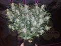 FASTBUDS - Mexican Airlines Auto