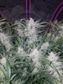 FASTBUDS - Mexican Airlines Auto