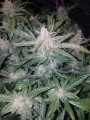 FASTBUDS - Mexican Airlines Auto