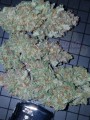 FASTBUDS - Mexican Airlines Auto