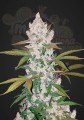 FASTBUDS - Girl Scout Cookies Auto