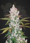 FASTBUDS - Girl Scout Cookies Auto