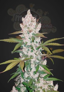 FASTBUDS - Girl Scout Cookies Auto