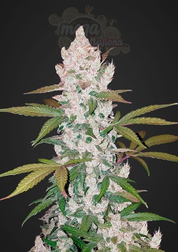 FASTBUDS - Girl Scout Cookies Auto