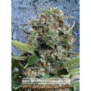 MINISTRY OF CANNABIS - Autopilot XXL