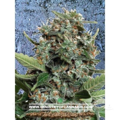 MINISTRY OF CANNABIS - Autopilot XXL