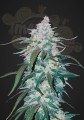 FASTBUDS - Pineapple Express Auto