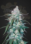 FASTBUDS - Pineapple Express Auto