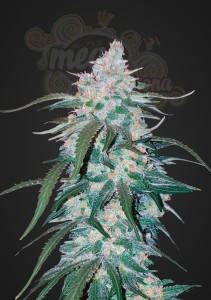 FASTBUDS - Pineapple Express Auto