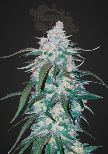 FASTBUDS - Pineapple Express Auto
