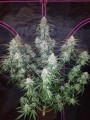 FASTBUDS - Pineapple Express Auto