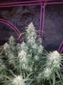 FASTBUDS - Pineapple Express Auto