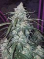 FASTBUDS - Pineapple Express Auto