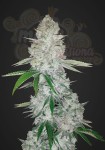FASTBUDS - Gorilla Glue Auto