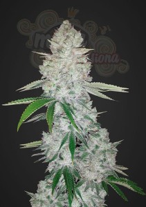 FASTBUDS - Gorilla Glue Auto