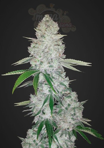 FASTBUDS - Gorilla Glue Auto