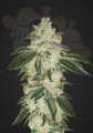 FASTBUDS - Green Crack Auto