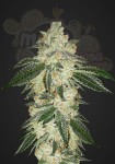 FASTBUDS - Green Crack Auto