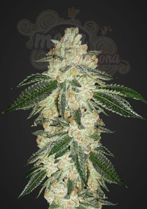 FASTBUDS - Green Crack Auto