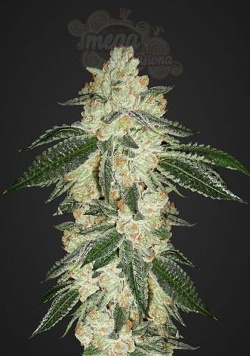 FASTBUDS - Green Crack Auto