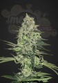 FASTBUDS - Rhino Ryder Auto