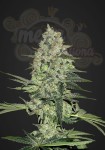 FASTBUDS - Rhino Ryder Auto