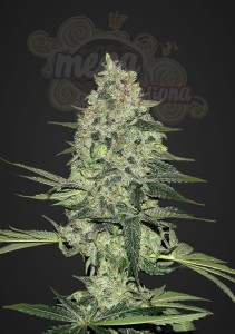 FASTBUDS - Rhino Ryder Auto