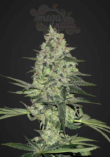 FASTBUDS - Rhino Ryder Auto