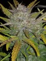 FASTBUDS - Rhino Ryder Auto