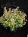 FASTBUDS - Rhino Ryder Auto