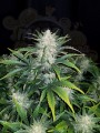 FASTBUDS - Rhino Ryder Auto