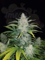 FASTBUDS - Rhino Ryder Auto