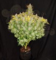 FASTBUDS - Rhino Ryder Auto