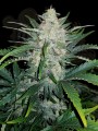 FASTBUDS - Rhino Ryder Auto