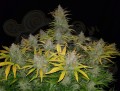 FASTBUDS - Rhino Ryder Auto