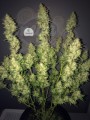 FASTBUDS - Rhino Ryder Auto