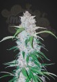 FASTBUDS - Six Shooter Auto