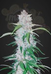 FASTBUDS - Six Shooter Auto